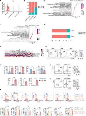 Dysfunction of CCR1+ decidual macrophages is a potential risk factor in the occurrence of unexplained recurrent pregnancy loss